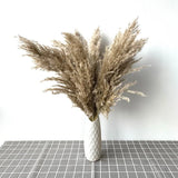 Dried Pampas Grass Home Decor Plant