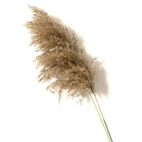 Dried Pampas Grass Home Decor Plant